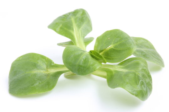 Corn salad