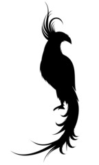 tropical bird