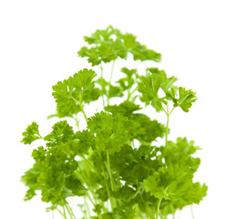 growing young curley parsley plants isolated on white