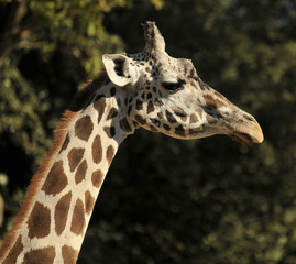 Girafe