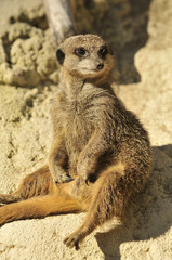 Fototapeta premium Suricate