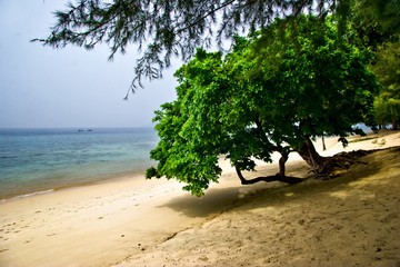Foggy tropical beach. Tioman island. Malaysia