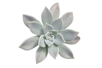 succulent plant - path included