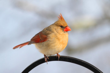 Cardinal On A Branch
