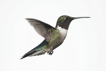 Isolated Ruby-throated Hummingbird