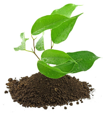 arbrisseau ficus benjamina fond blanc