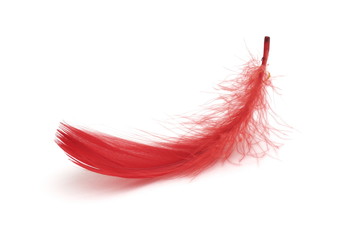 red bird feather