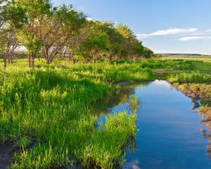 Fototapeta premium pool under the woods