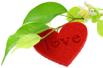 coeur rouge "love" Saint-Valentin, feuillage fond blanc