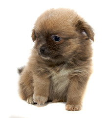 Obraz premium Chihuahua dog on white background