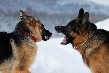 Schäferhunde