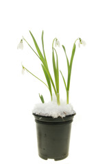 Snowdrops