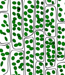 pflanzliche Zellen zur Sauerstoffproduktion
