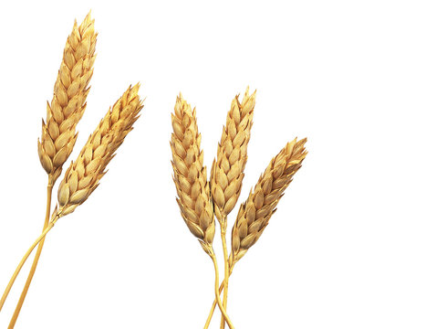 grano