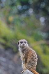 ミーアキャットのポートレート