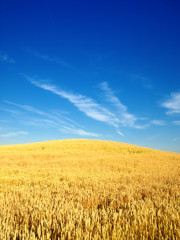 wheat fielf