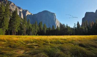 Muurstickers The bird's flight in  Yosemite park. © Kushnirov Avraham