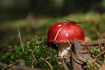 Red toadstool