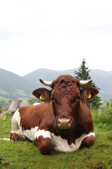 Kuh in &Ouml;sterreich