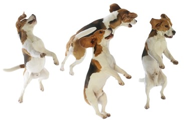 composition de chiens de race beagle en plein vol