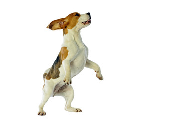 beagle dressé sur les pattes arrières en position d'attente