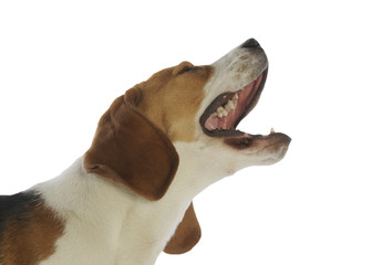 beagle en trains d'aboyer et de japper joyeusement - obrazy, fototapety, plakaty
