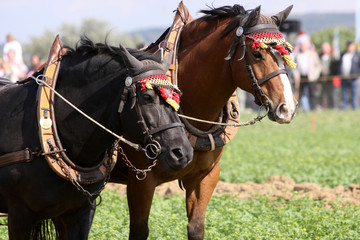 Obraz premium Gespann mit Haflinger-Mischlingen