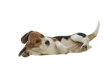 position détendue d'un chiot beagle en studio sur fond blanc