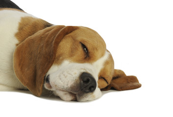 gros plan de la tête d'un beagle les yeux fermés - sommeil