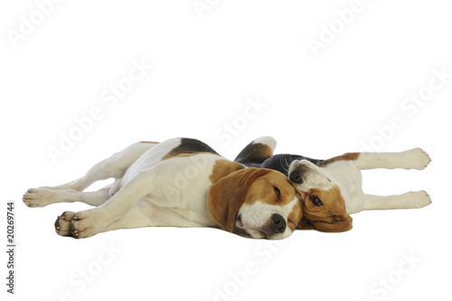 Deux Chien De Race Beagle Allongés Lun Contre Lautre