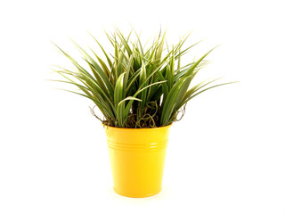 potted plant