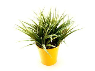 potted plant