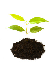 New life concept
