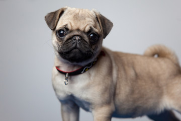 cane © riccardo bruni