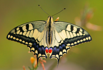 Fototapeta na wymiar Papilio machaon Motyl na kwiat