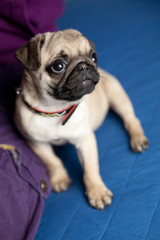 carlino © riccardo bruni
