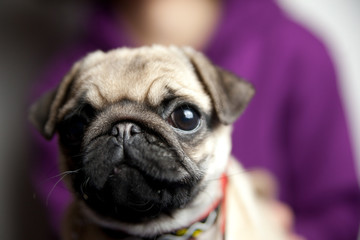 carlino © riccardo bruni