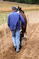 Pfl&uuml;gendes Pferd