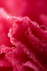 macro of pink carnation flower with water droplets