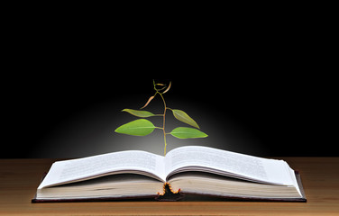 Tree growing from open book