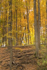 Fototapeta premium A forest full of yelow autumn colors.