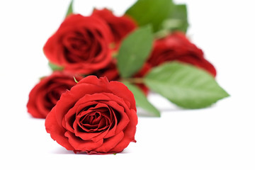 red roses