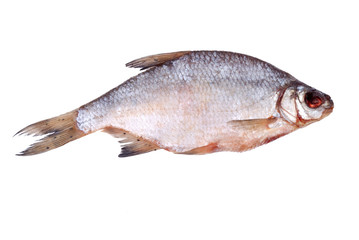 One dried whole sea roach on white