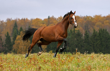 Running horse and autumn landscape