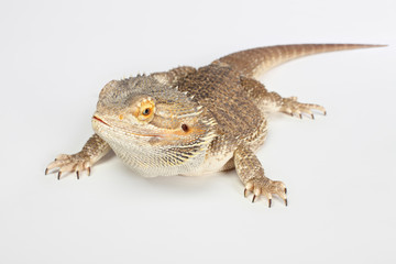 bearded dragon