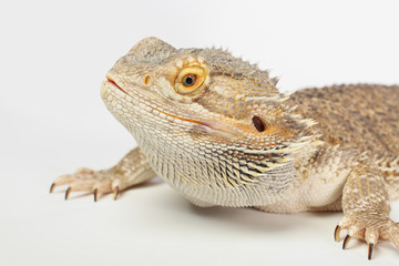 austrailian bearded dragon