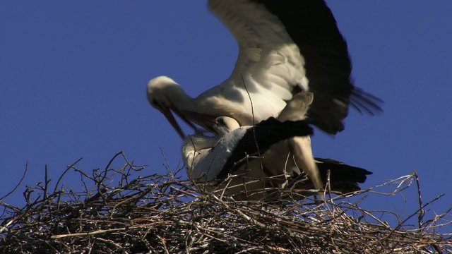 Storch Paarung Nest St&ouml;rche