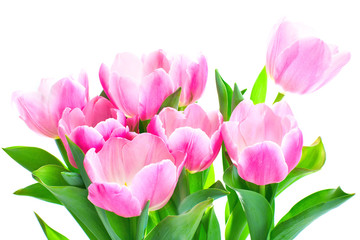 Tulip flowers