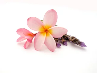 Foto auf Acrylglas Frangipani Fangipani mit Lavendel