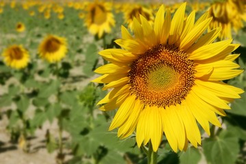 Sunflower plantation vibrant yellow flowers